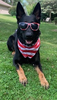 A German Shepard named Bravo, laying down with sunglasses and a bandana looking super happy at the camera.