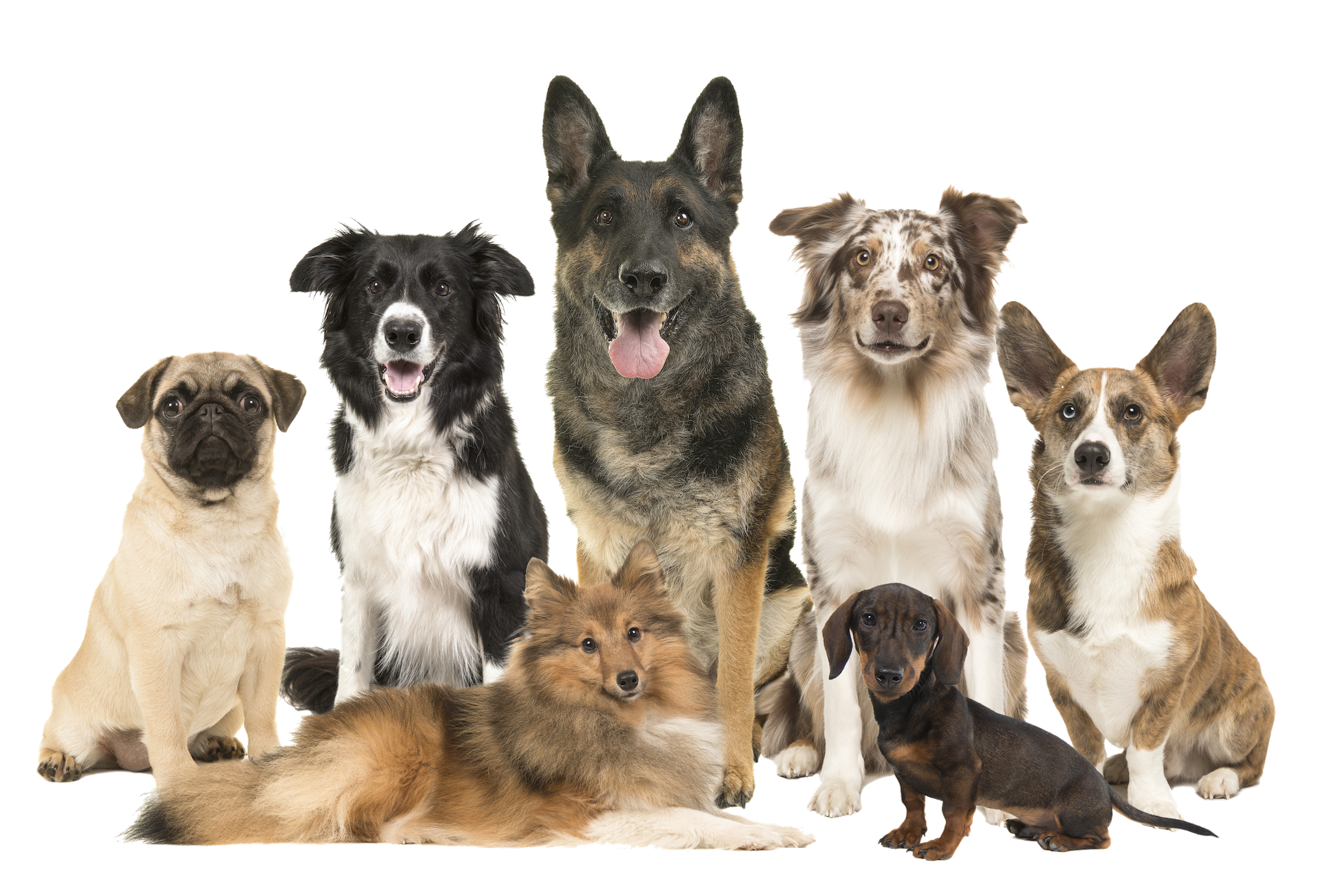 A group of seven different dog breeds sitting and looking attentive and happy.
