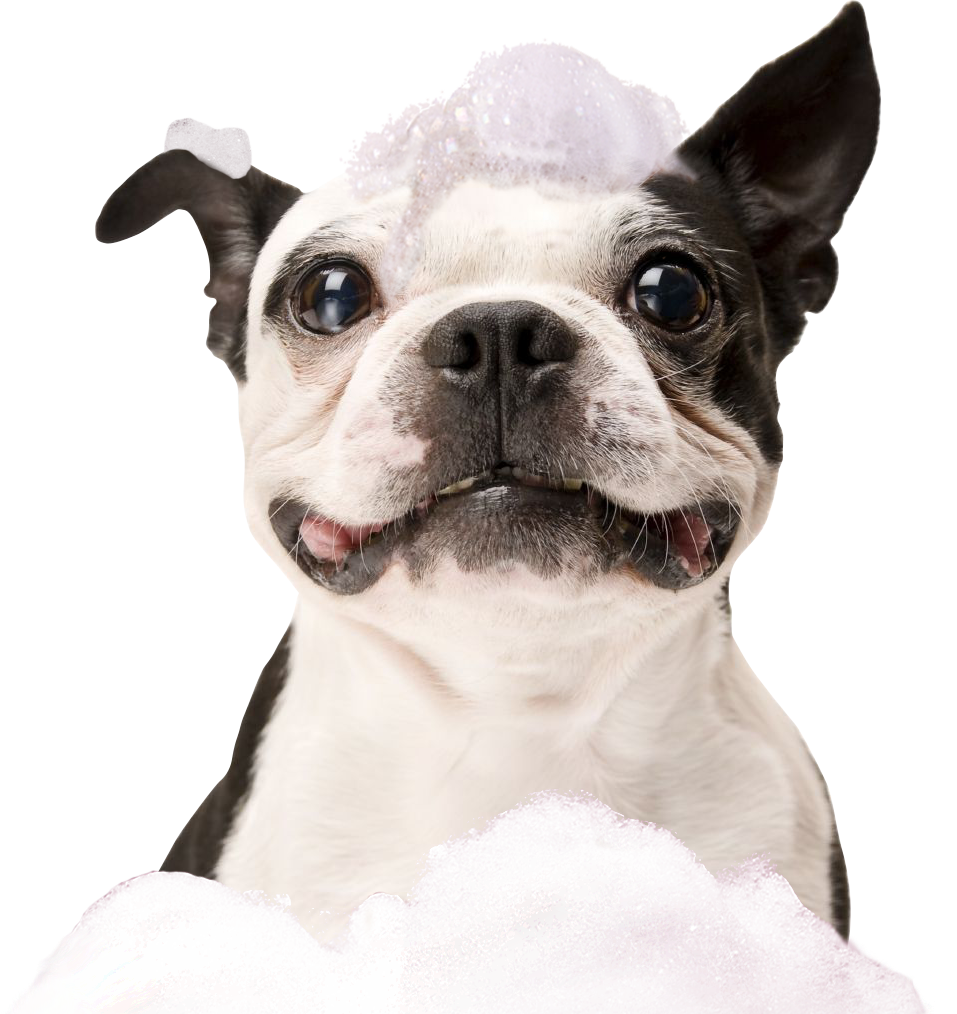 A cute picture of a French Bulldog with bubbles on his head.
